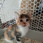 Mia