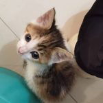 Felix