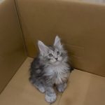 Oskar
