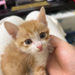 Milo