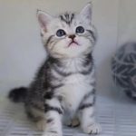 Gattini da adottare