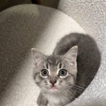 Tito