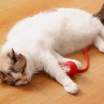 Palla intelligente automatica per animali domestici - immagine 2