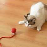 Palla intelligente automatica per animali domestici - immagine 4