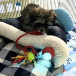 Palla intelligente automatica per animali domestici - immagine 10