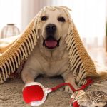 Palla intelligente automatica per animali domestici - immagine 11
