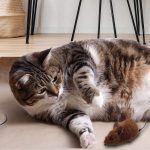 Topo Giocattolo per Gatti e Cani - immagine 5